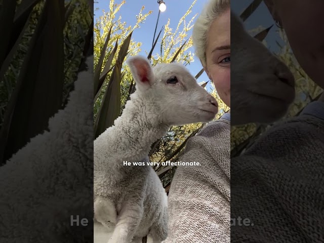 Lamb Grows Up Snuggling On The Sofa | The Dodo