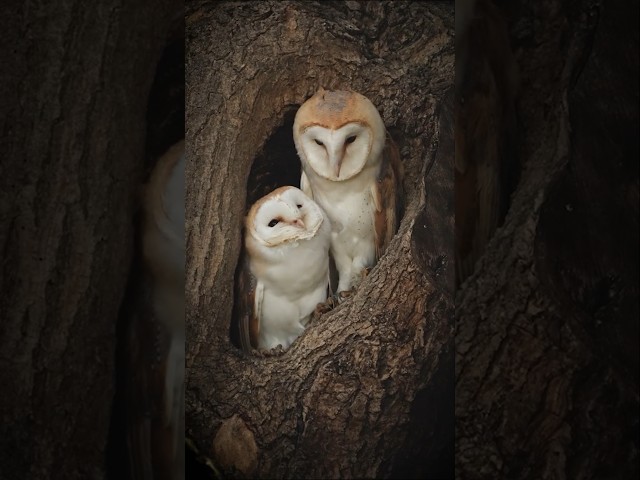 Feathered Affection 🦉 🪶  #BarnOwls #BirdBehaviour #WildlifePhotography #Birds #Shorts