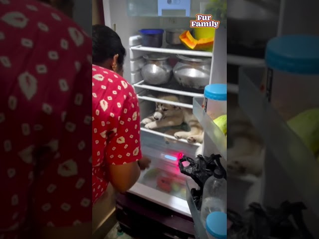 Anyone have experience with their dog not wanting to leave the fridge?! 😂😅 #Dogs #Puppy