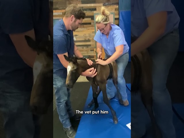 This Foal is a Miracle | The Dodo