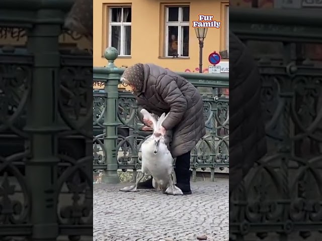 Berlin Woman Helps Goose Stuck On Bridge Back Into Water #Goose #AnimalRescue #Berlin