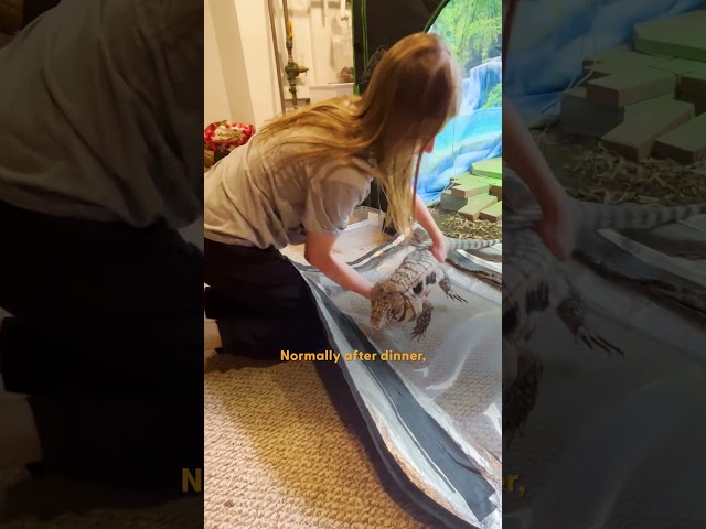 Lizard Who Acts Like A Dog Love To Cuddle With His Sister | The Dodo