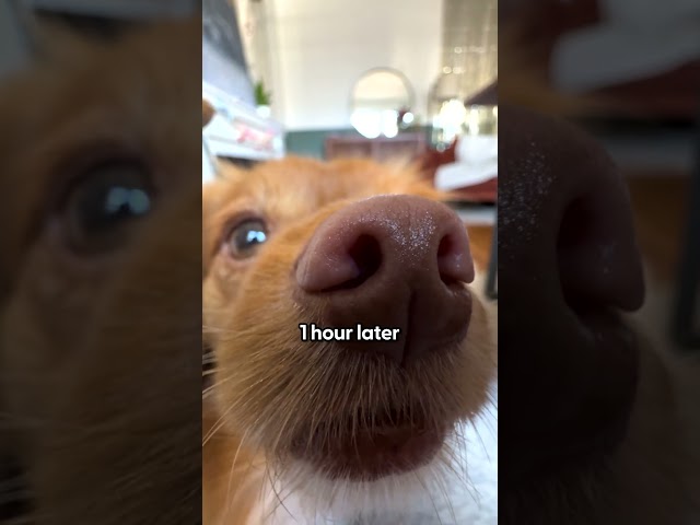 He Always Tries To Get Second Breakfast | The Pack