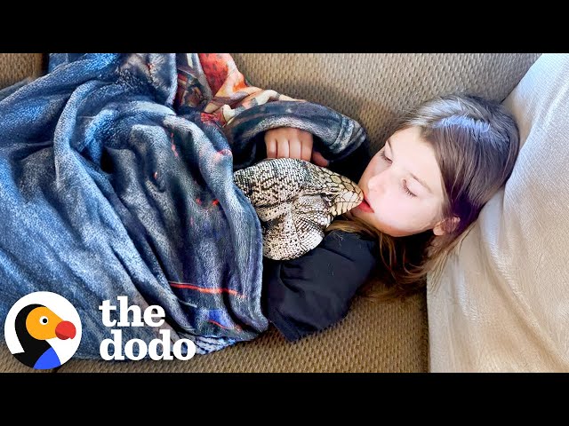 Lizard Who Acts Like A Dog Love To Cuddle With His Sister | The Dodo