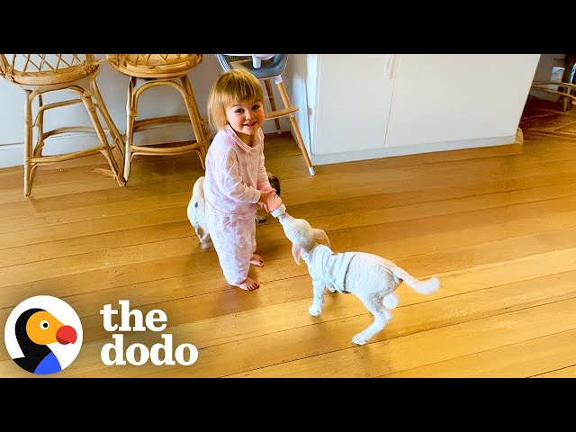 Orphaned Lamb Gets Daily Bottles From His Big Sister | The Dodo
