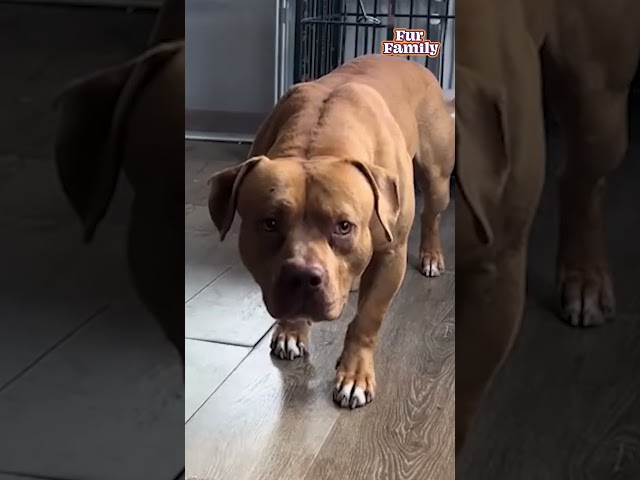 Neglected Dog Finally Starts To Feel Safe At Rescue Shelter #Dog #Rescue #DogRescue