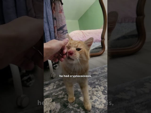 Stray Cat’s Heart Melts for Fried Chicken During Her Rescue Mission | The Dodo