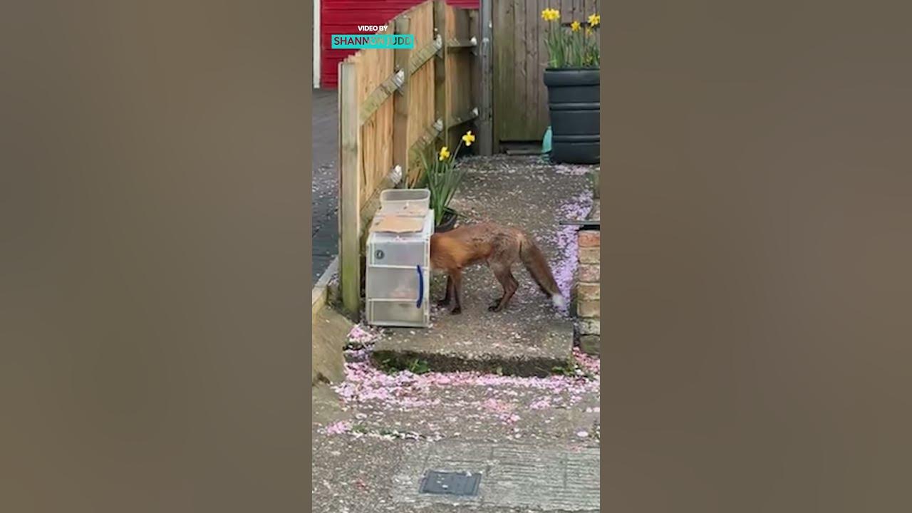 Accidentally Domesticated A Fox