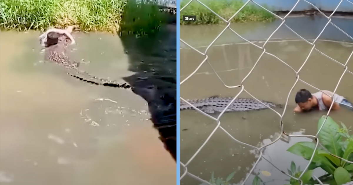 Filipino Tourist Bitten After Mistaking 4.5-Metre Crocodile for Statue