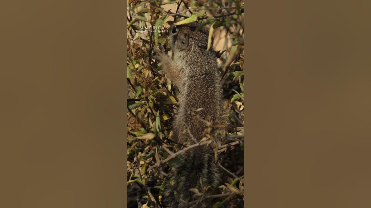 We’re totally nuts about these babies 🐿️🤩 #AmericasNationalParks