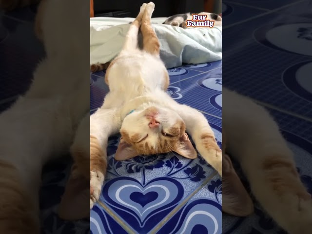 Cat Has Hilarious Sleep Spot