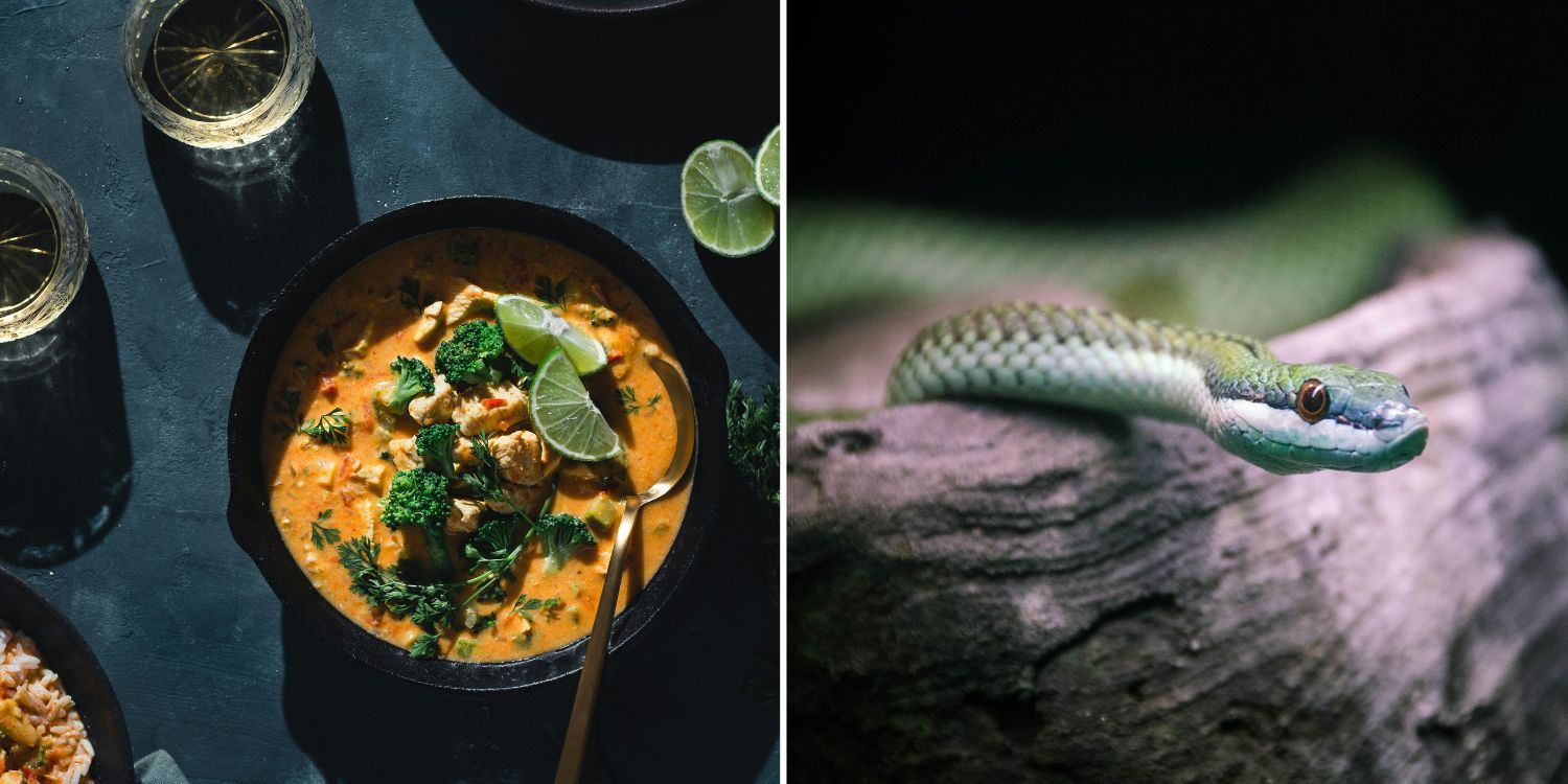 Over 100 students in India fall sick after dead snake found in school meal, authorities investigating