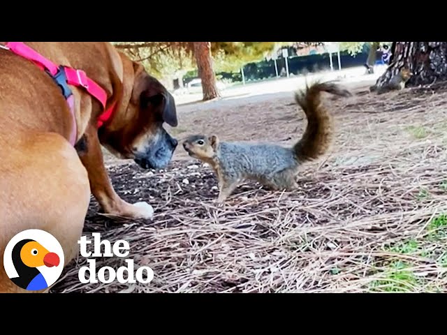 Grumpy Rescue Dog Had No Friends Until She Met Squirrels | The Dodo