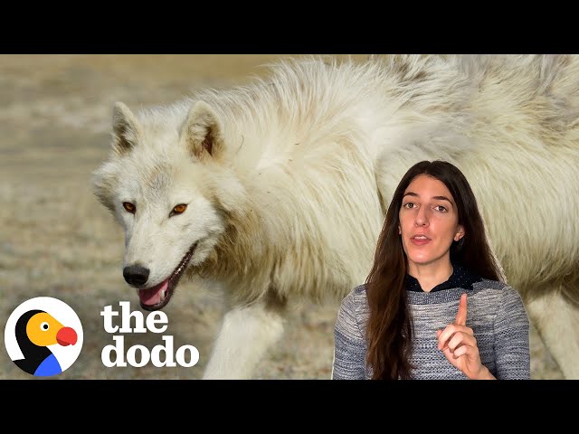 Scientists Brought Dire Wolves Back From Extinction...Sort Of | The Dodo