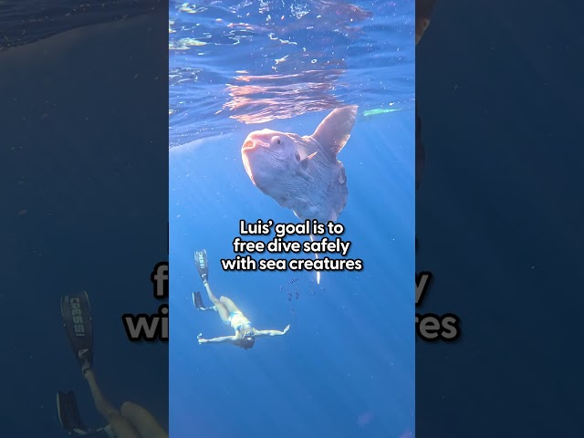 2,000 Pound Creature Swims Up To Free Diver | The Dodo