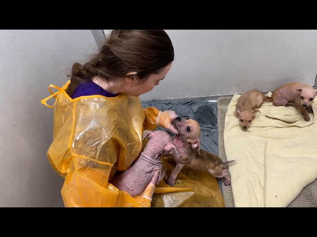 Amazing Small Animal Rescues | 4K