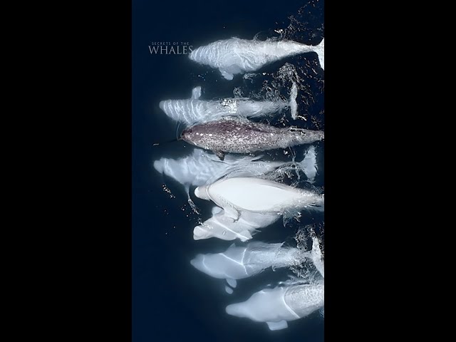This cross-species adoption shows what we can learn from the secrets of whales #SecretsOfTheWhales