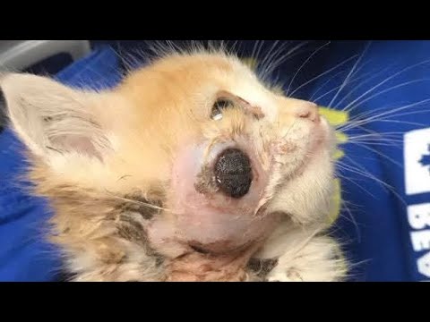 Removing Gigantic Cuterebra From Small Kitten's Ear #218