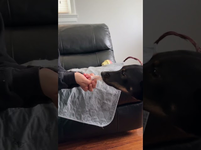 Trying Out Pet Dental Wipes | The Pack