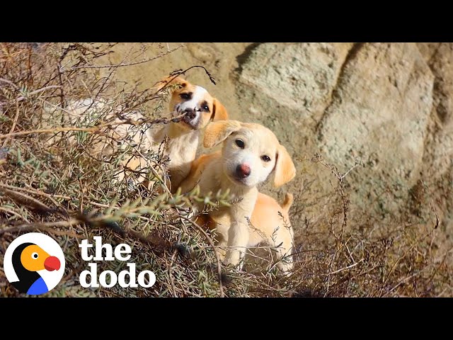Couple Stumbled On Stray Puppies In Italy | The Dodo