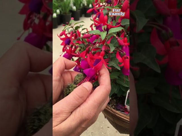 Woman Rescues Hummingbird! #Hummingbird #Birds #AnimalRescue