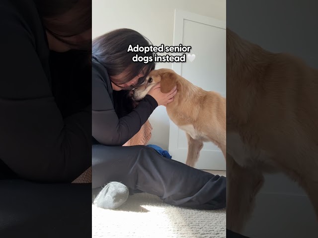 Adopting Senior Dogs 🤍 | The Pack