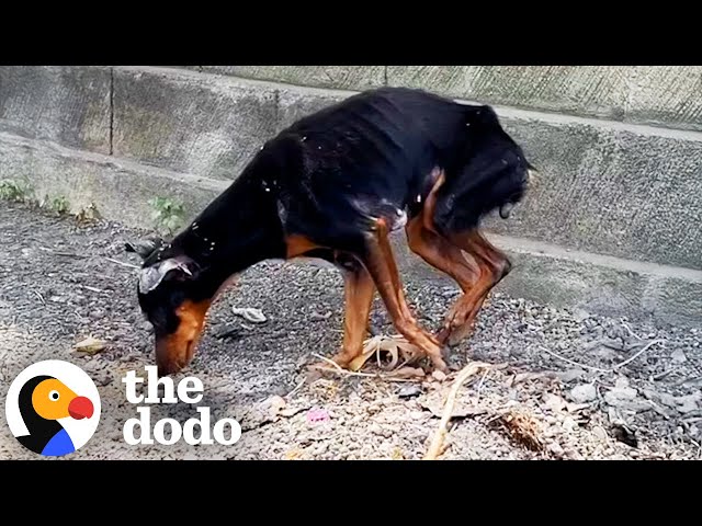 Abandoned Dog Was So Skinny She Could Barely Stand | The Dodo