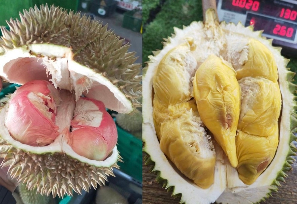 Weather delays Penang durian season, yield down 30pc; new Tupai King, Cenderawasih hybrids in focus, says farmowner