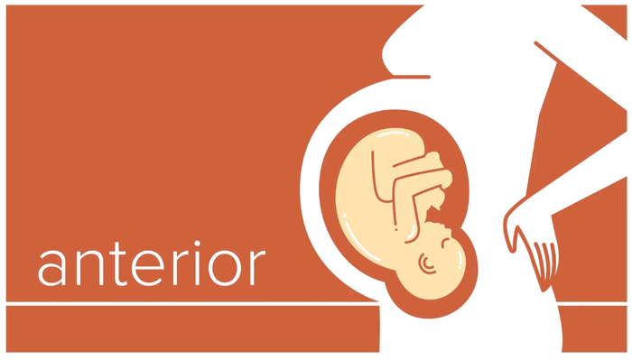 4 Fetal Positions in the Womb, Which is Best for Childbirth?