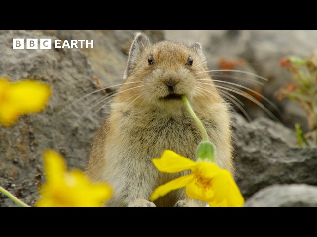 Pika: The Tiny Mountain Bandit | BBC Earth