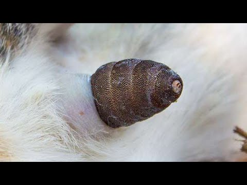 Big Bot Fly Maggot Elimiting From Small Kitten's Neck #129