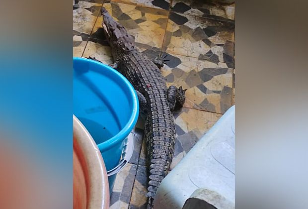 Juvenile croc caught in Batu Pahat