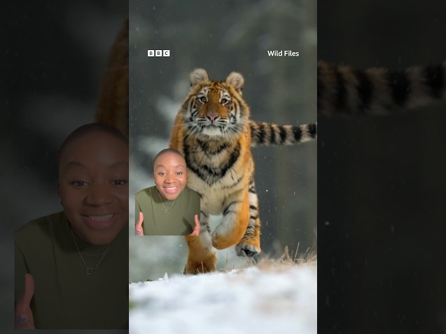 Think tigers are bright orange? Not to their prey 🐅 👀 #Tiger #BigCats #Wildlife #Shorts