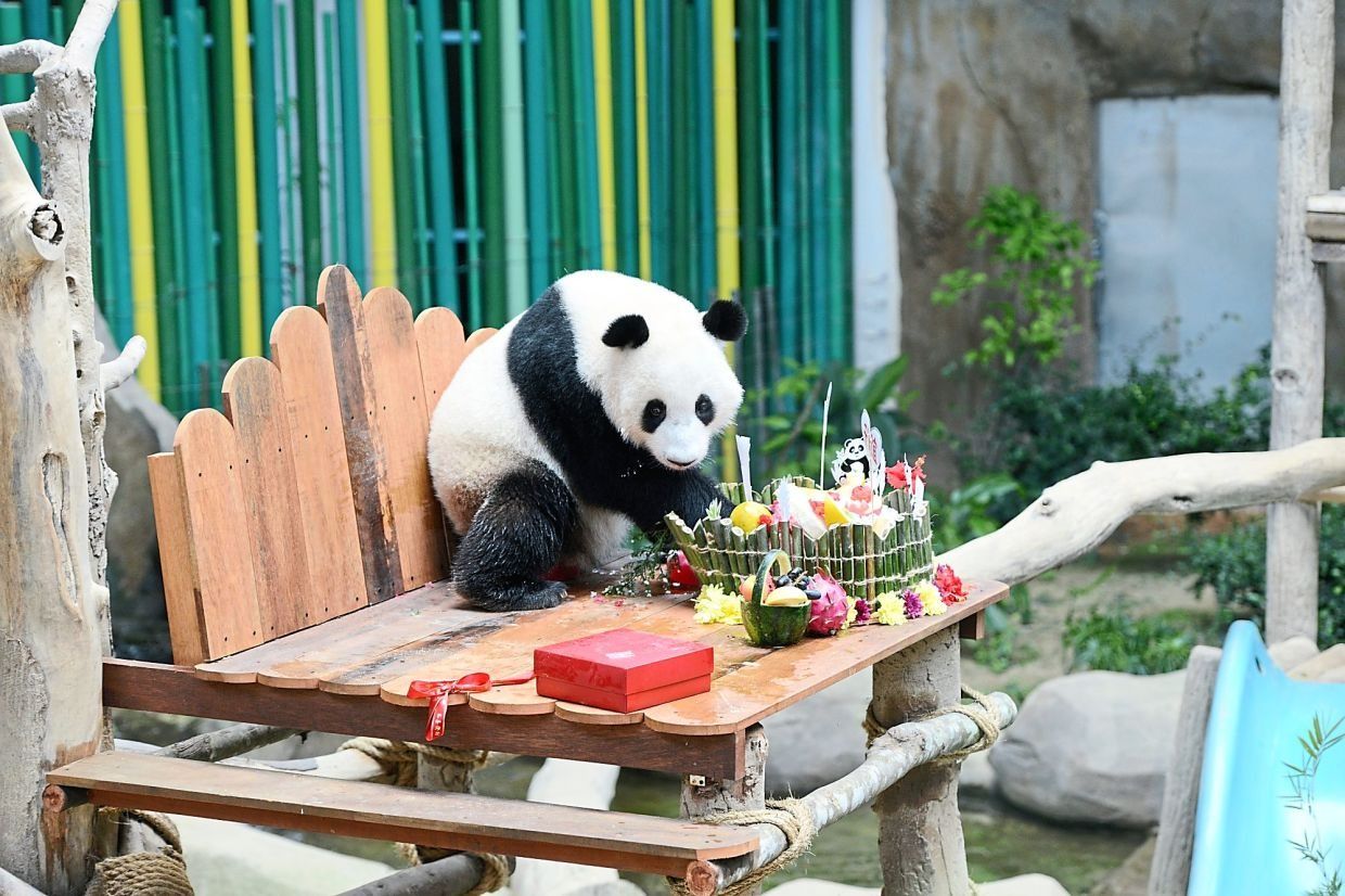 Farewell Xing Xing and Liang Liang: Pandas set to leave Malaysia on May 18 after 11 years