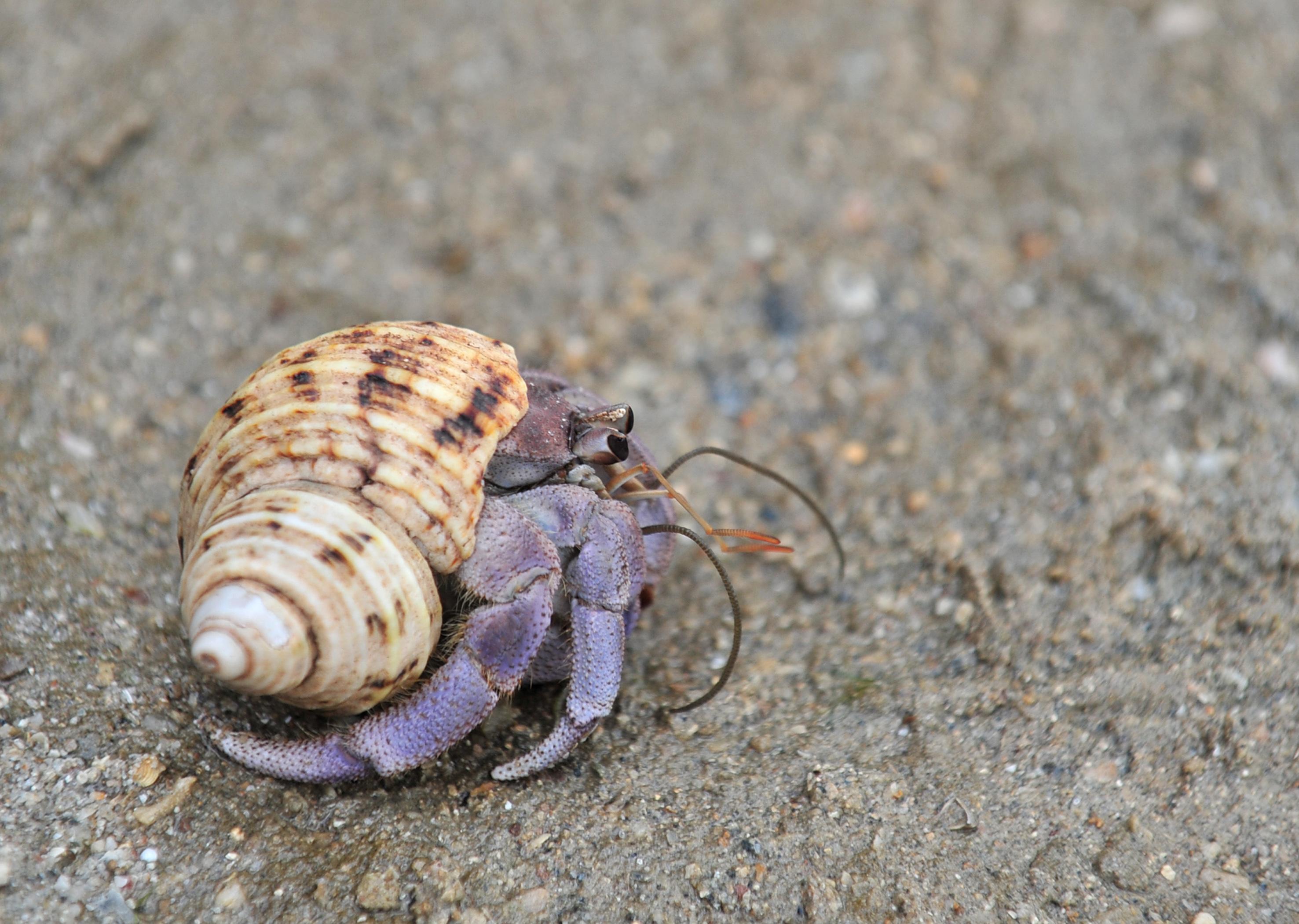 3 arrested in Japan over suitcases stuffed with 160kg of hermit crabs