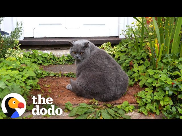 Chonky 18-Year-Old Cat Loves Going On Nighttime Walks | The Dodo