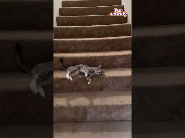 Kitten Rolls Down Stairs
