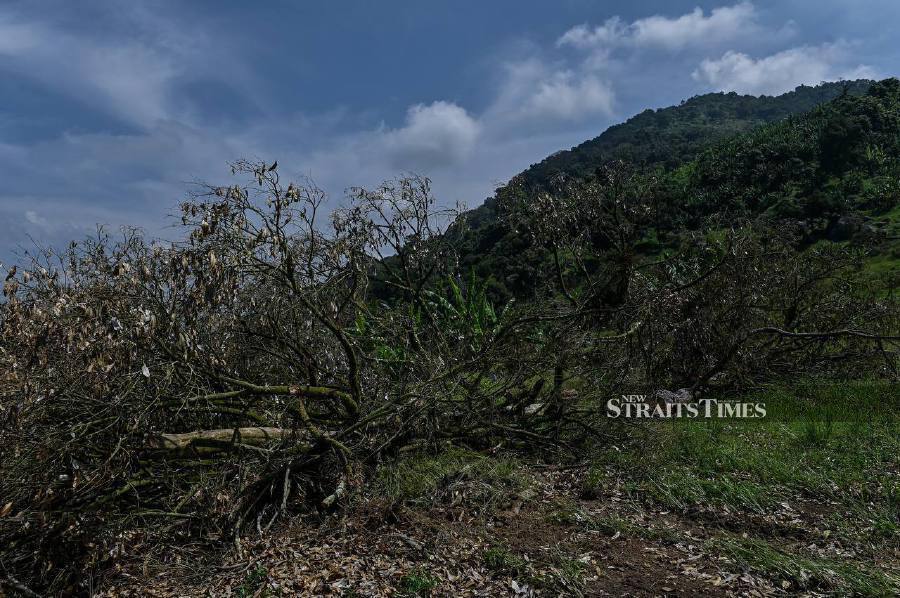 [UPDATED] Pahang land encroachment case: MACC to gather documents, record witness statements