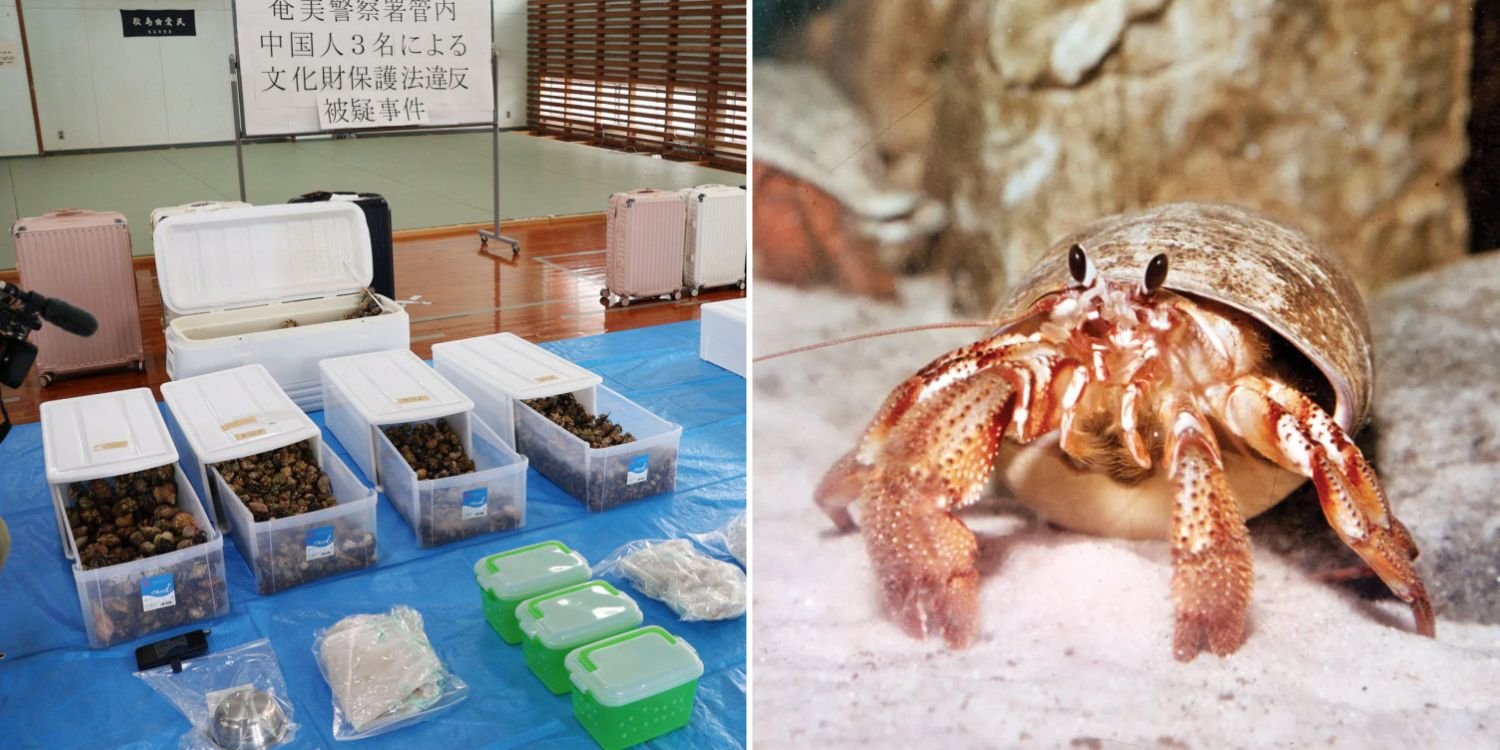 Hotel guests in Japan hide 160kg of hermit crabs in suitcases, arrested for illegal possession