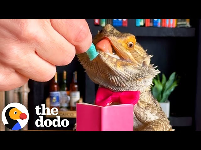 Lizard Who Loves Fine Dining Shares Pie Recipe | The Dodo