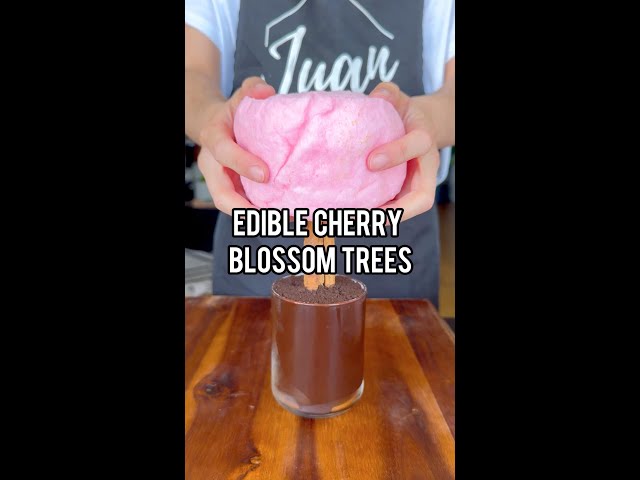 Cherry Blossom Tree