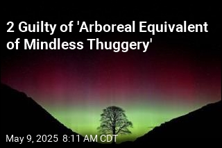 2 Guilty of 'Arboreal Equivalent of Mindless Thuggery'