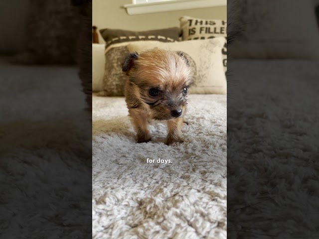 75-Pound Dog Is Terrified Of 10-Ounce Foster Puppy | The Dodo