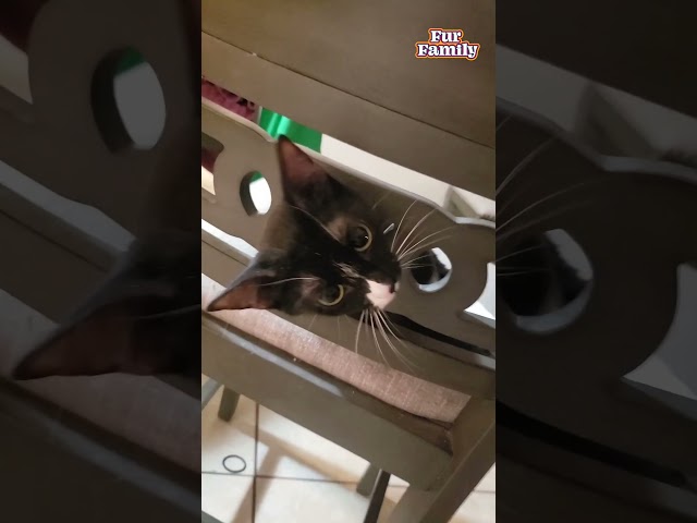 Cat Rescued After Getting Stuck in Wooden Chair