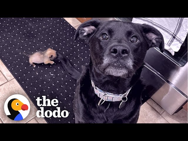 75-Pound Dog Is Terrified Of 10-Ounce Foster Puppy | The Dodo
