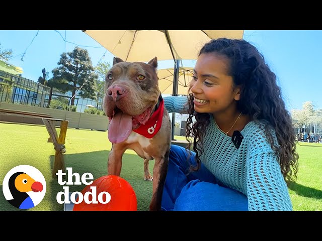 We Rented Out A Luxury Dog Park For A Shelter Dog | The Dodo