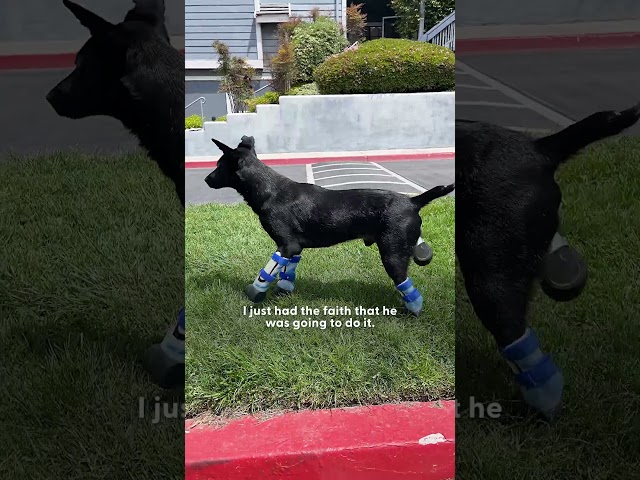 "Twin" Dogs With Prosthetic Legs Are Changing The World | The Dodo