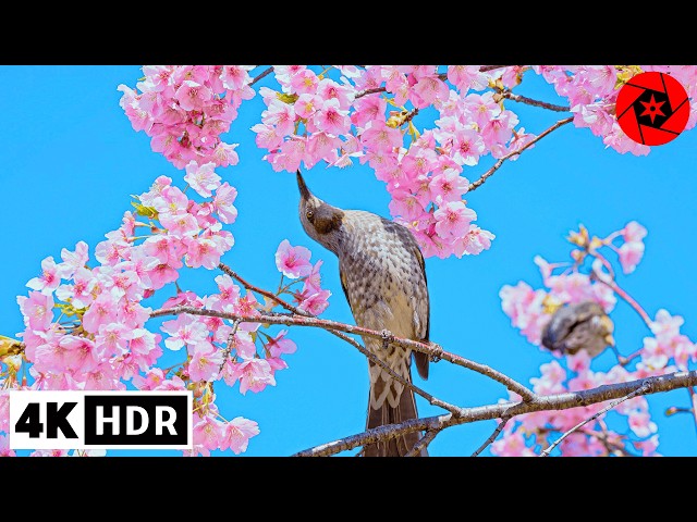 4K HDR Memories of Tokyo Sakura 2025