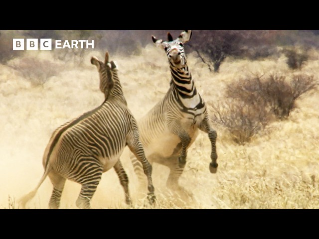 Greatest Fights in the Animal Kingdom: Part 6 | BBC Earth