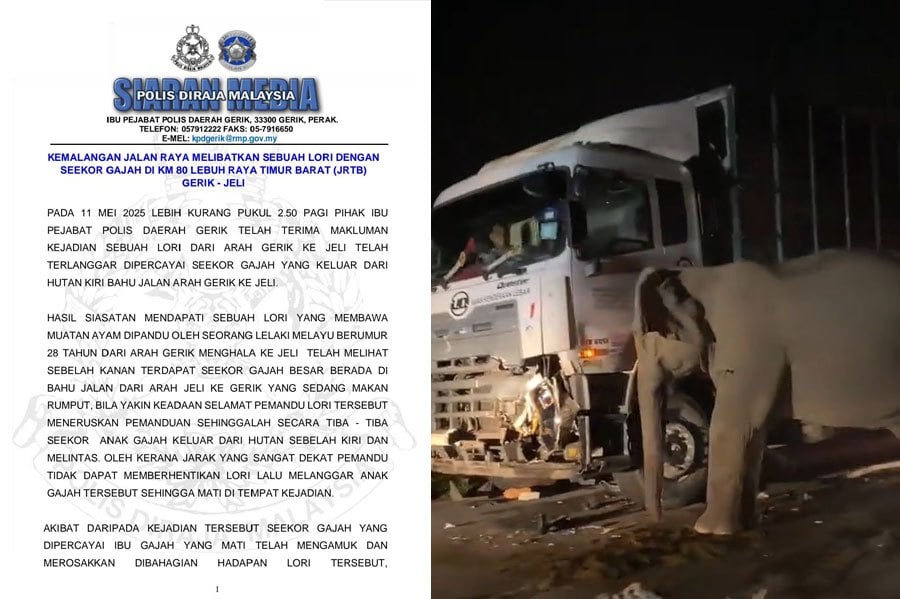 Elephant calf dies in crash after suddenly crossing road - Police